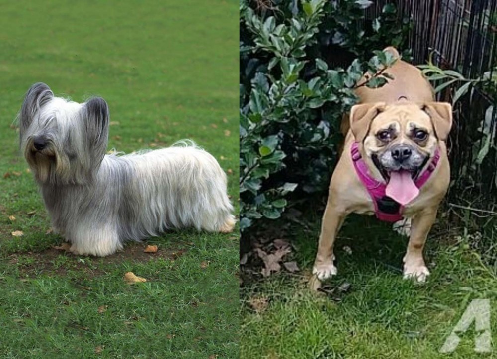 Beabull vs Skye Terrier - Breed Comparison