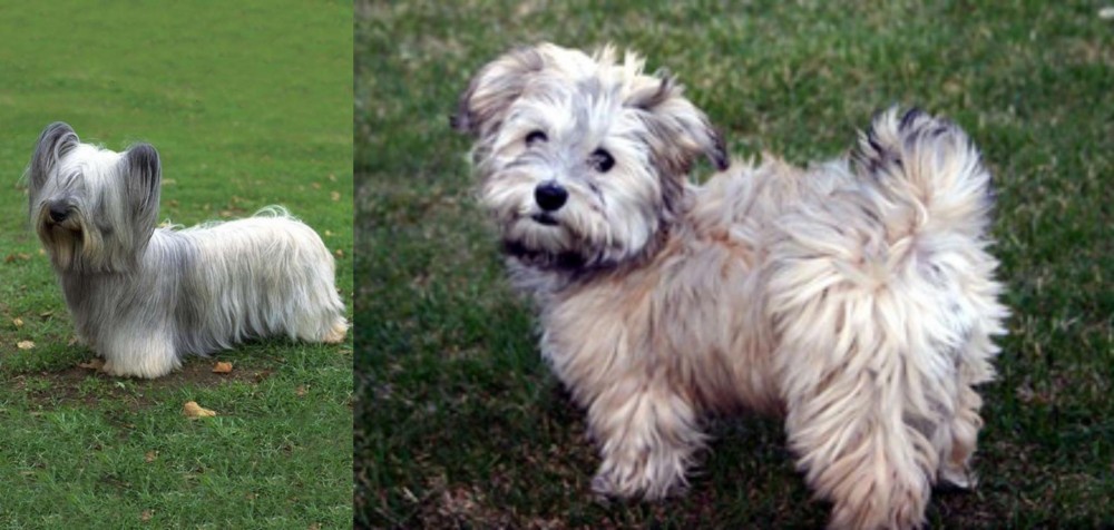 Havapoo vs Skye Terrier - Breed Comparison