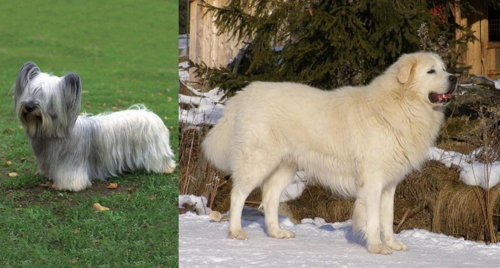 Slovak Cuvac vs Skye Terrier - Breed Comparison