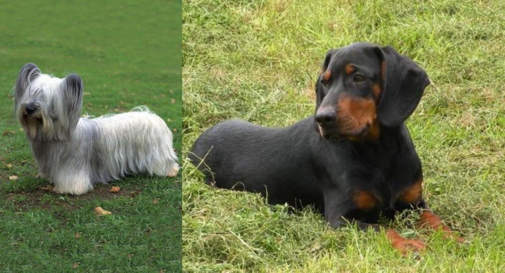 Slovakian Hound vs Skye Terrier - Breed Comparison