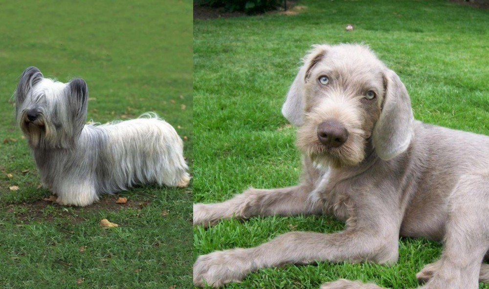 Slovakian Rough Haired Pointer vs Skye Terrier - Breed Comparison