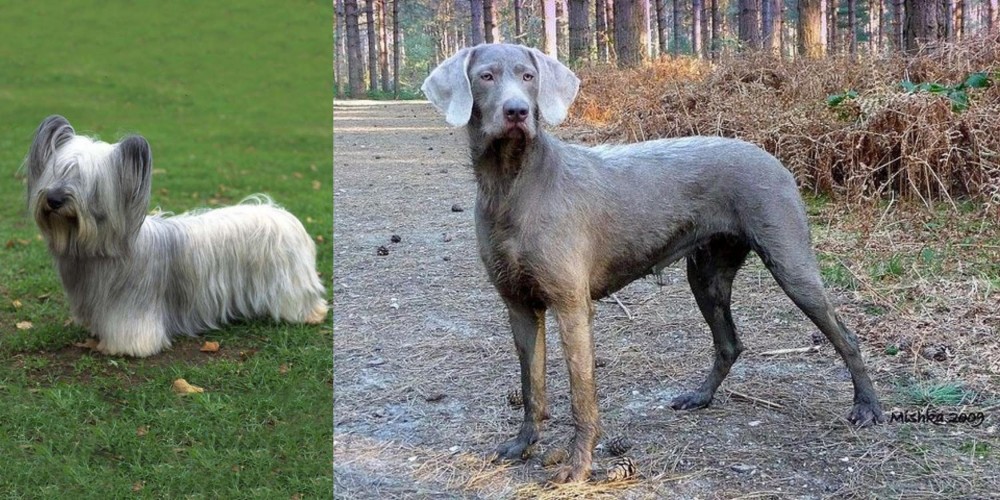 Slovensky Hrubosrsty Stavac vs Skye Terrier - Breed Comparison