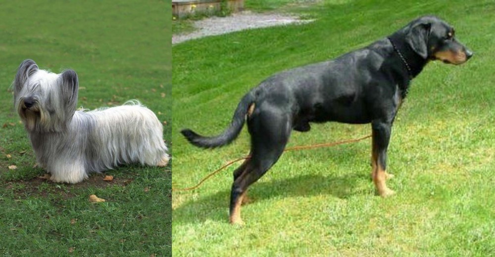 Smalandsstovare vs Skye Terrier - Breed Comparison