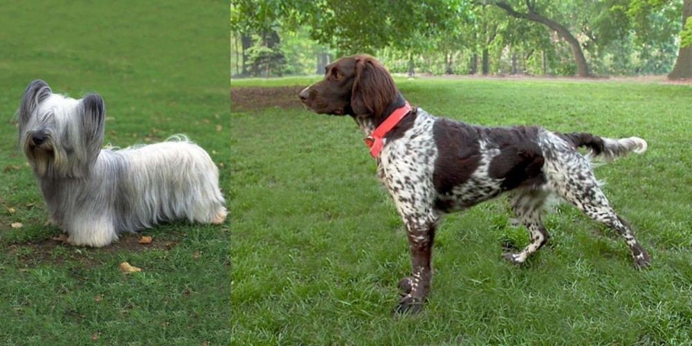 Small Munsterlander vs Skye Terrier - Breed Comparison