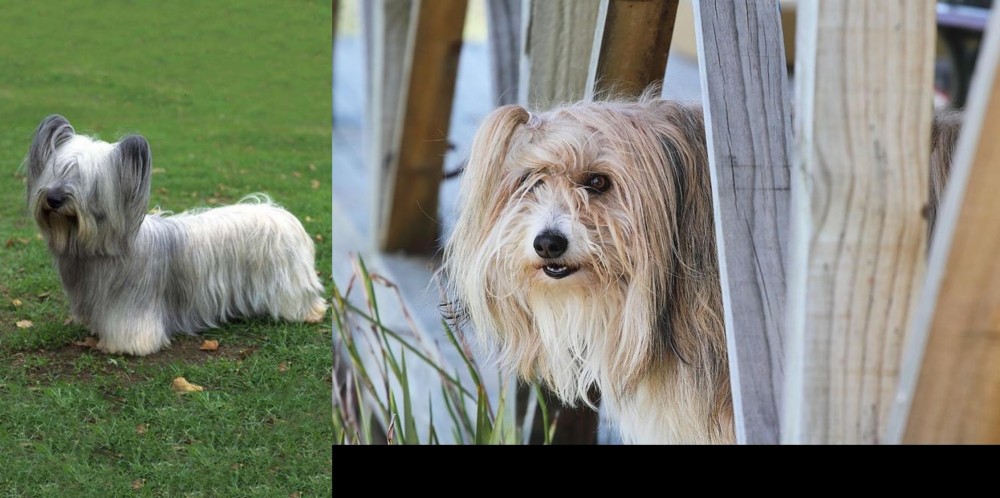 Smithfield vs Skye Terrier - Breed Comparison