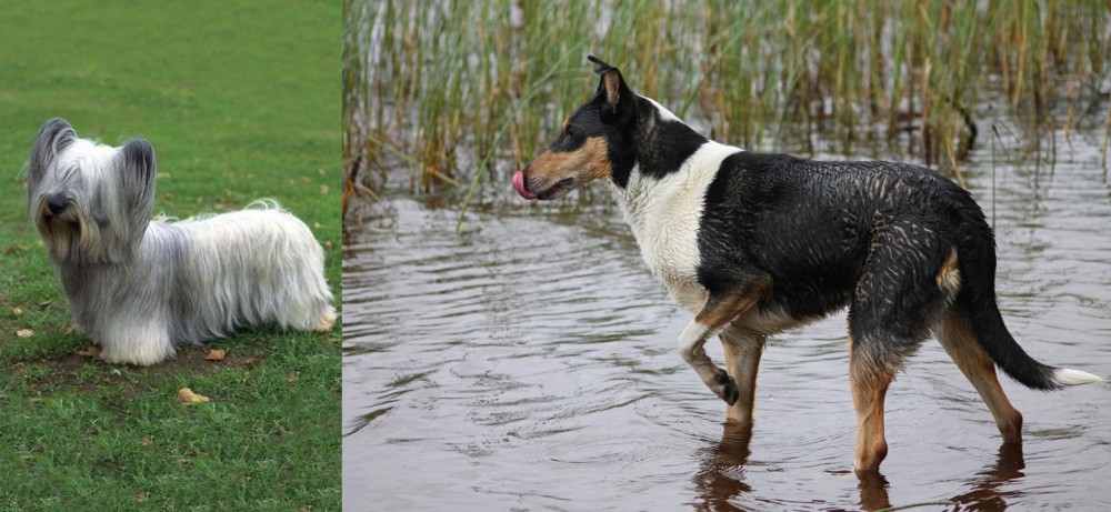 Smooth Collie vs Skye Terrier - Breed Comparison