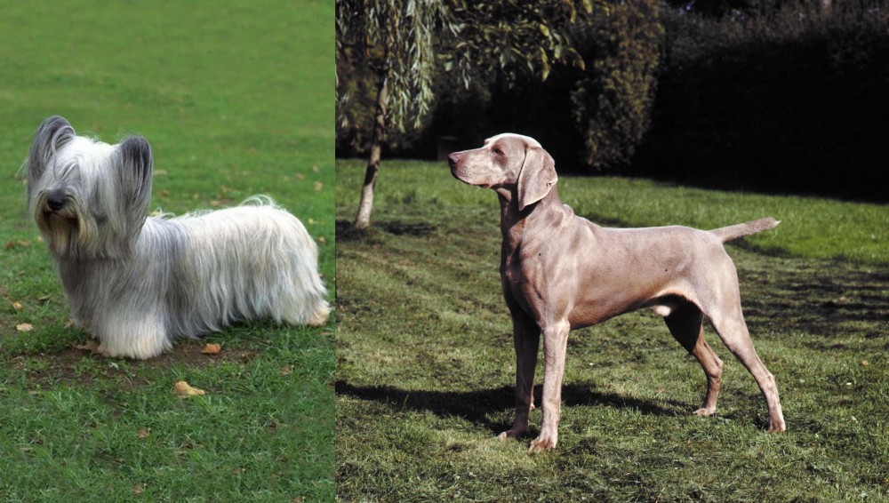 Smooth Haired Weimaraner vs Skye Terrier - Breed Comparison