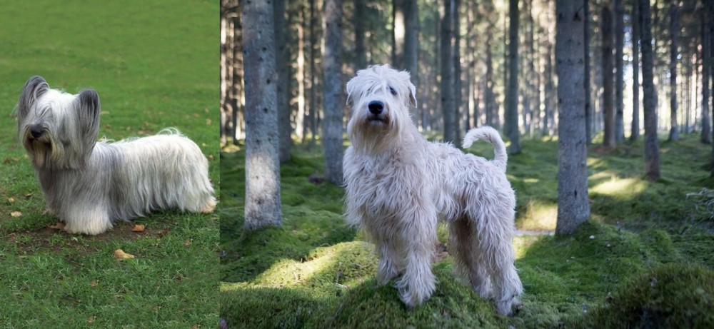 Soft-Coated Wheaten Terrier vs Skye Terrier - Breed Comparison