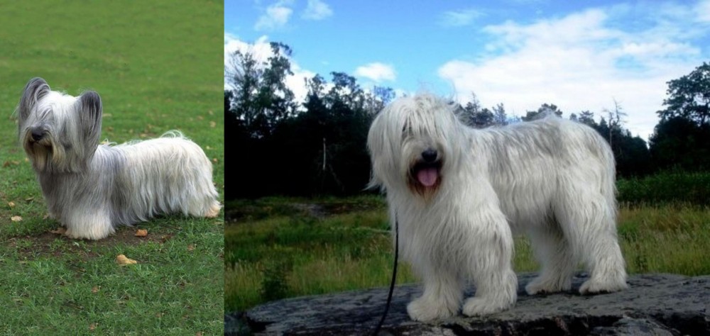 South Russian Ovcharka vs Skye Terrier - Breed Comparison