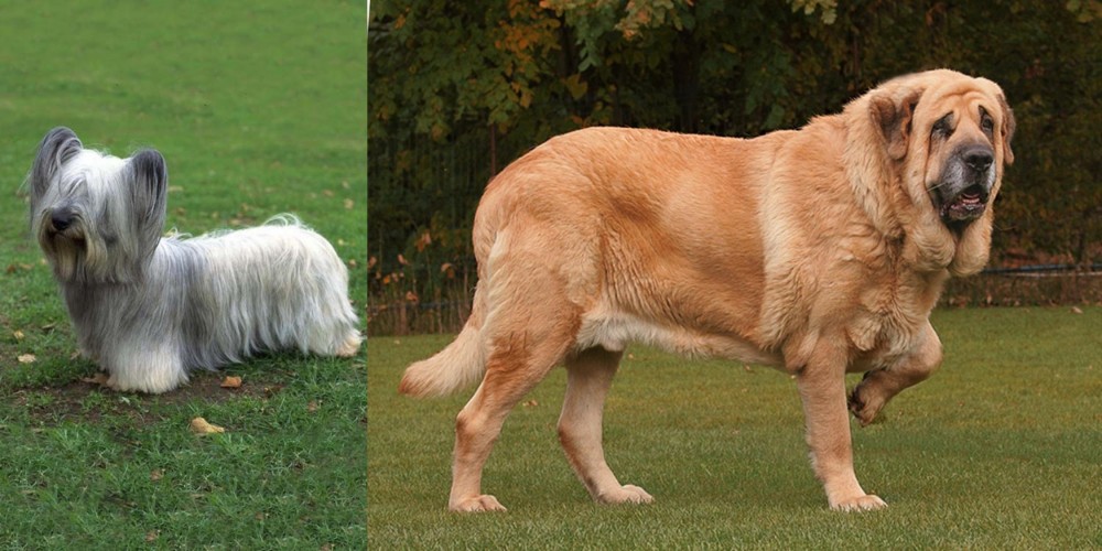 Spanish Mastiff vs Skye Terrier - Breed Comparison
