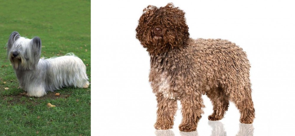 Spanish Water Dog vs Skye Terrier - Breed Comparison