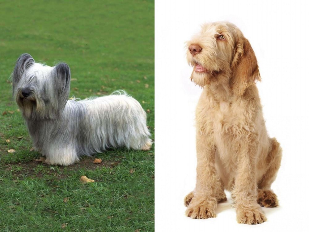 Spinone Italiano vs Skye Terrier - Breed Comparison