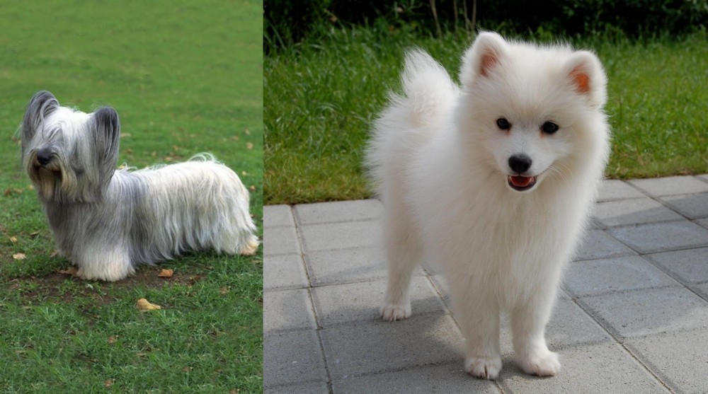 Spitz vs Skye Terrier - Breed Comparison