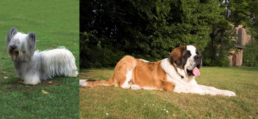 St. Bernard vs Skye Terrier - Breed Comparison