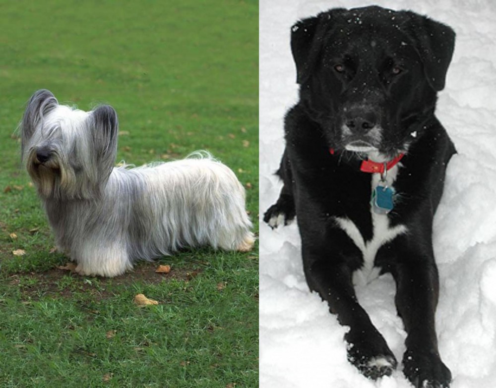 St. John's Water Dog vs Skye Terrier - Breed Comparison