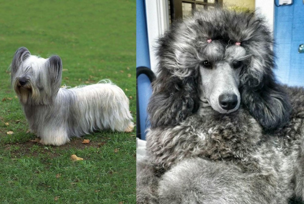 Standard Poodle vs Skye Terrier - Breed Comparison