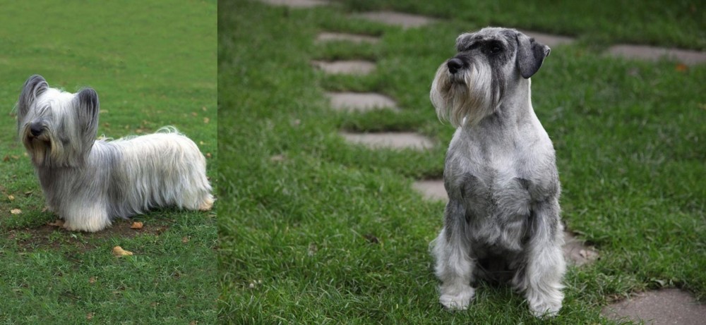 Standard Schnauzer vs Skye Terrier - Breed Comparison