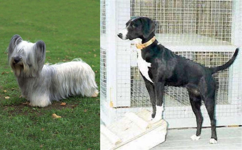 Stephens Stock vs Skye Terrier - Breed Comparison