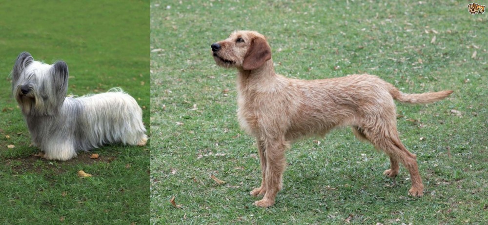 Styrian Coarse Haired Hound vs Skye Terrier - Breed Comparison
