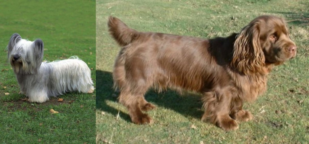 Sussex Spaniel vs Skye Terrier - Breed Comparison