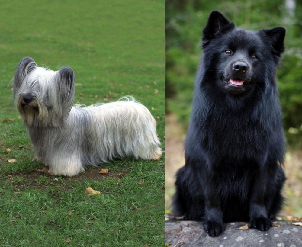 Swedish Lapphund vs Skye Terrier - Breed Comparison