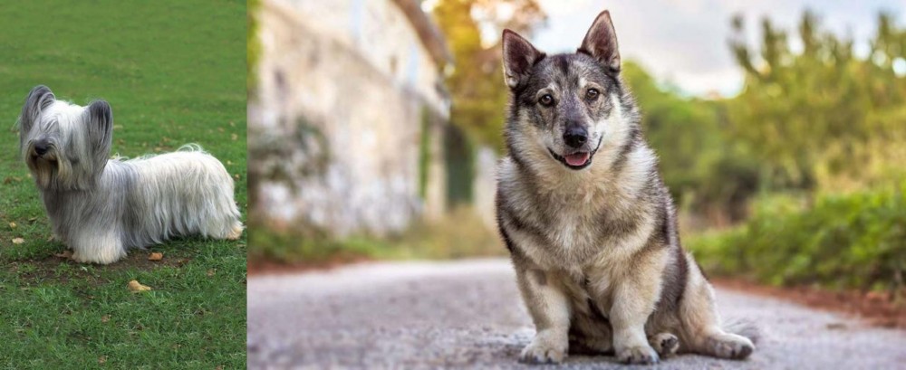 Swedish Vallhund vs Skye Terrier - Breed Comparison