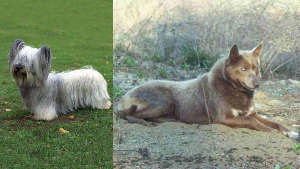 Tahltan Bear Dog vs Skye Terrier - Breed Comparison