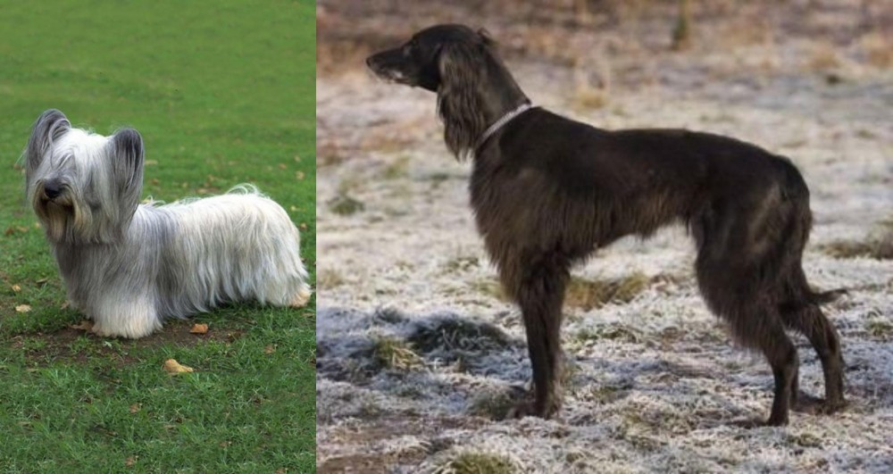 Taigan vs Skye Terrier - Breed Comparison