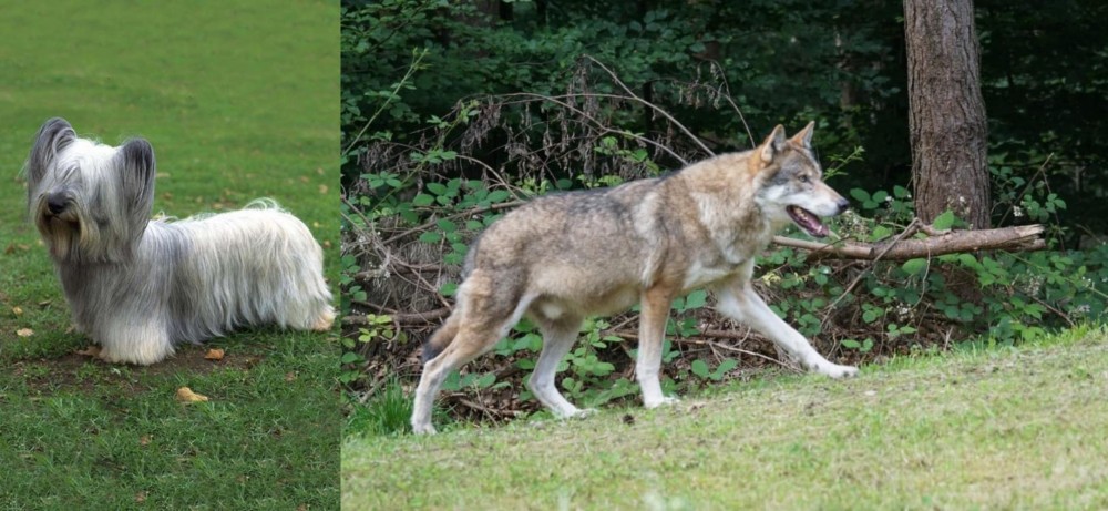 Tamaskan vs Skye Terrier - Breed Comparison