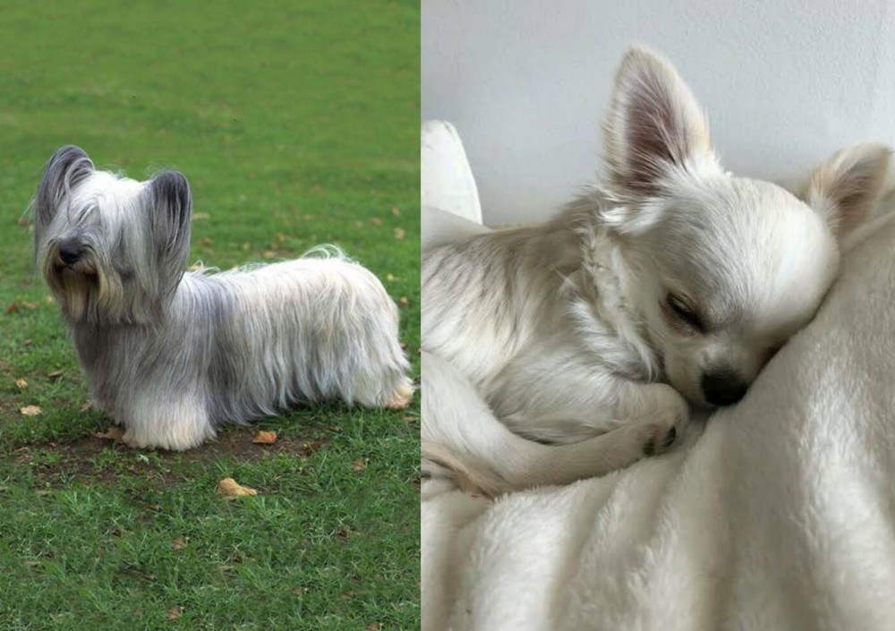 Tea Cup Chihuahua vs Skye Terrier - Breed Comparison