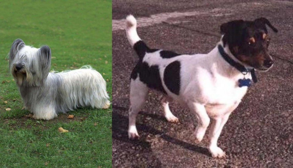 Teddy Roosevelt Terrier vs Skye Terrier - Breed Comparison