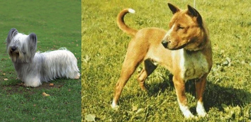 Telomian vs Skye Terrier - Breed Comparison