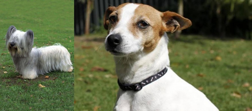 Tenterfield Terrier vs Skye Terrier - Breed Comparison