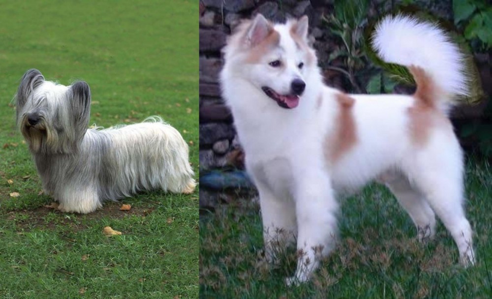 Thai Bangkaew vs Skye Terrier - Breed Comparison