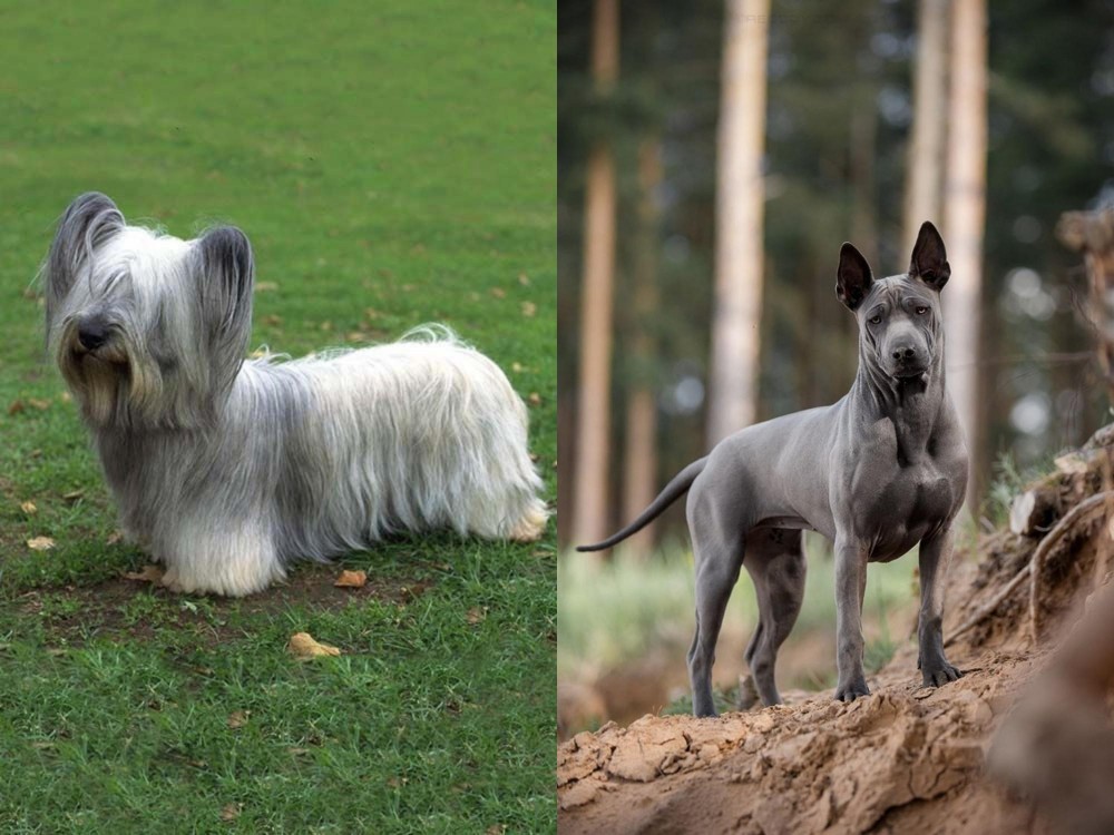 Thai Ridgeback vs Skye Terrier - Breed Comparison