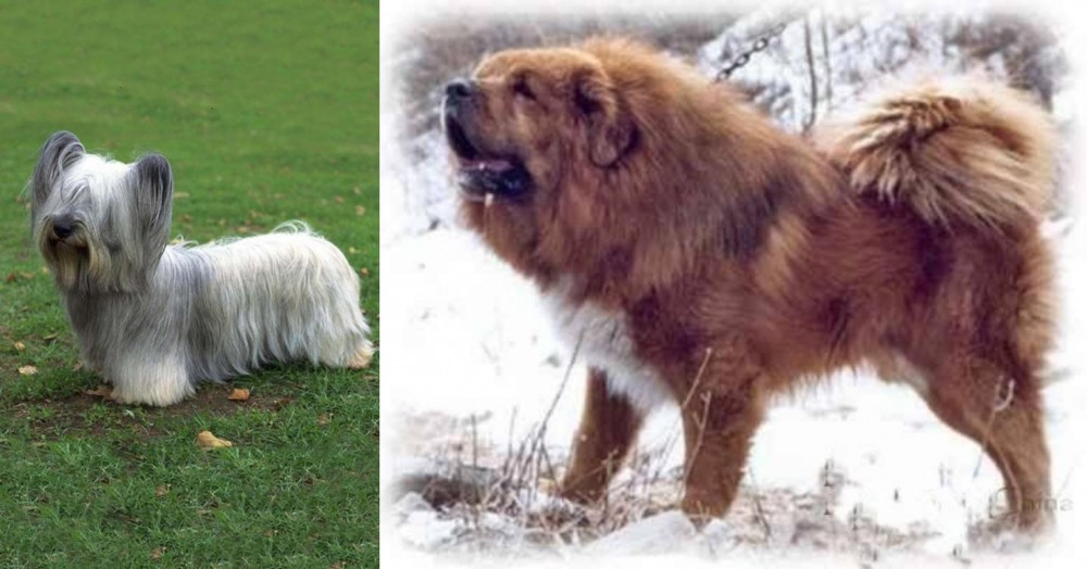 Tibetan Kyi Apso vs Skye Terrier - Breed Comparison
