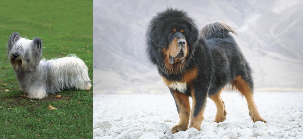 Tibetan Mastiff vs Skye Terrier - Breed Comparison