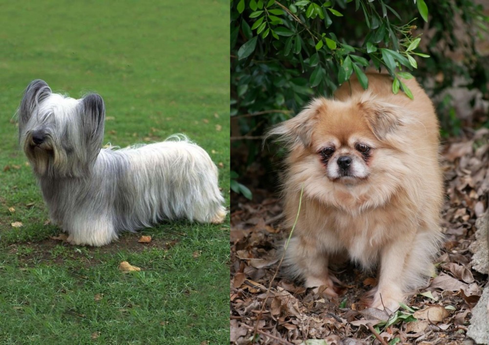 Tibetan Spaniel vs Skye Terrier - Breed Comparison