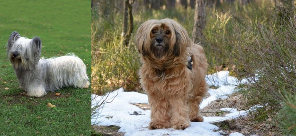 Tibetan Terrier vs Skye Terrier - Breed Comparison