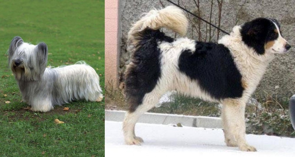 Tornjak vs Skye Terrier - Breed Comparison