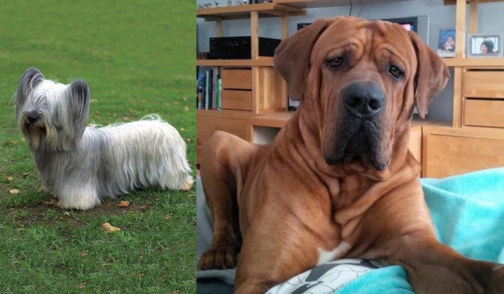 Tosa vs Skye Terrier - Breed Comparison