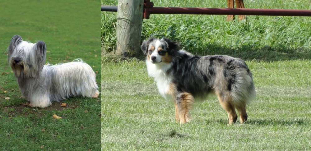 Toy Australian Shepherd vs Skye Terrier - Breed Comparison