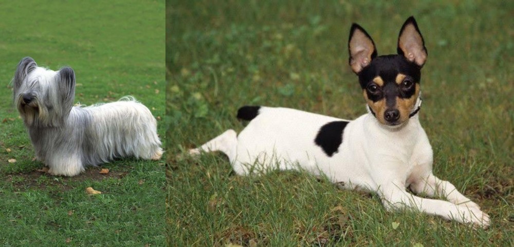 Toy Fox Terrier vs Skye Terrier - Breed Comparison
