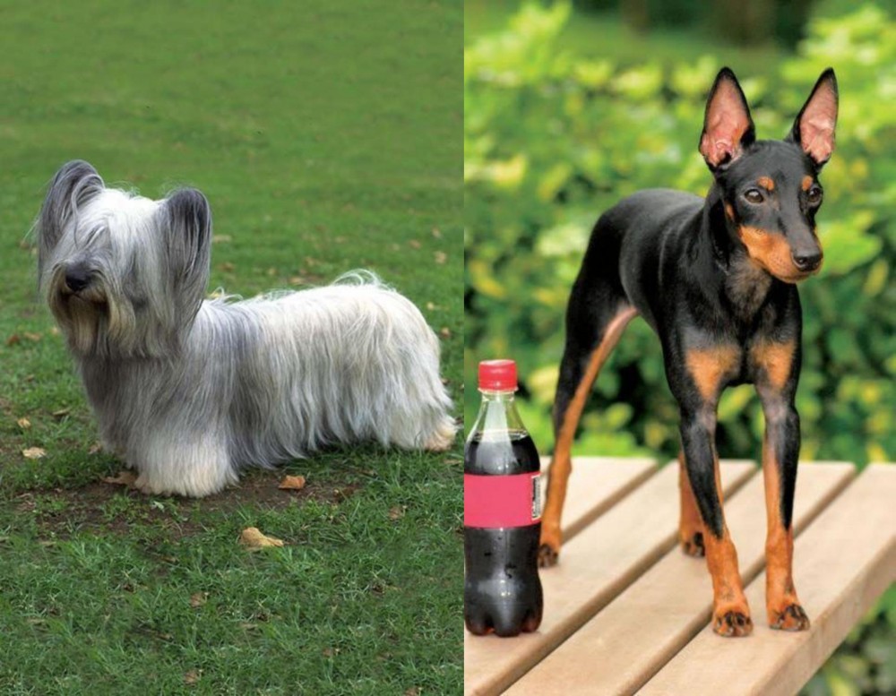 Toy Manchester Terrier vs Skye Terrier - Breed Comparison