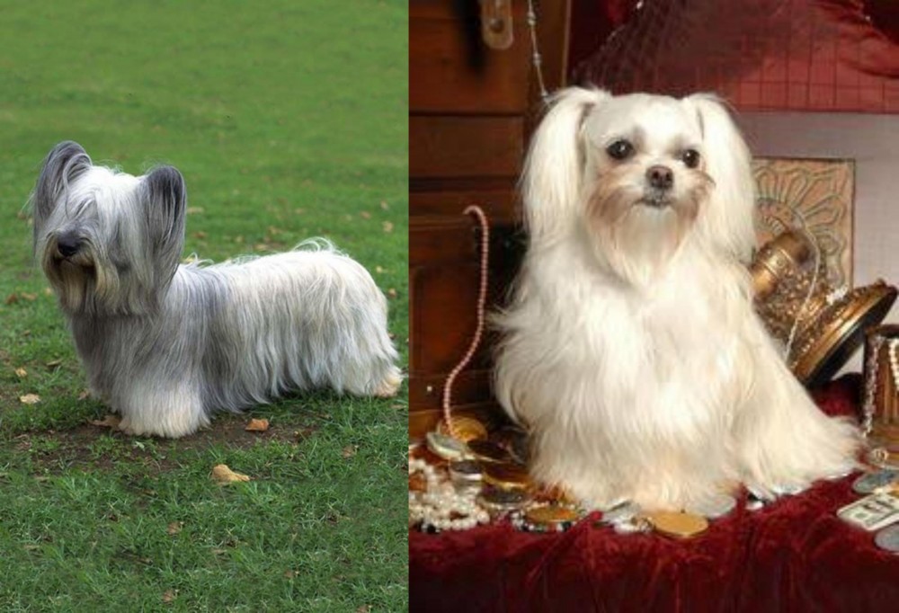Toy Mi-Ki vs Skye Terrier - Breed Comparison