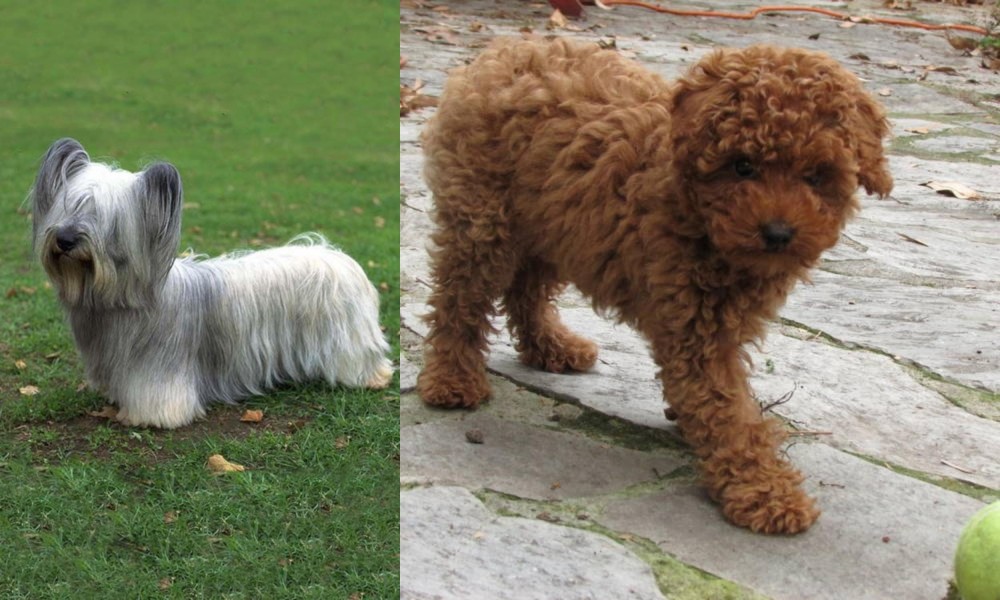Toy Poodle vs Skye Terrier - Breed Comparison