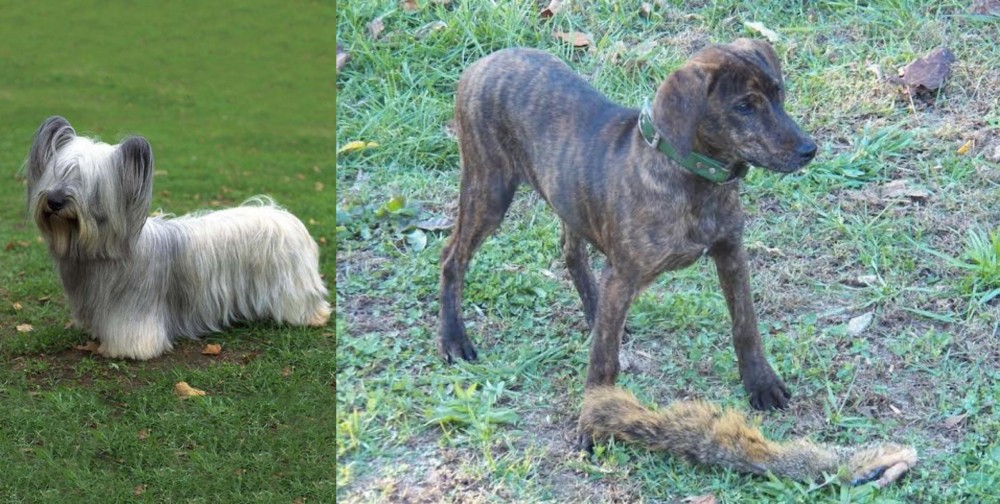 Treeing Cur vs Skye Terrier - Breed Comparison
