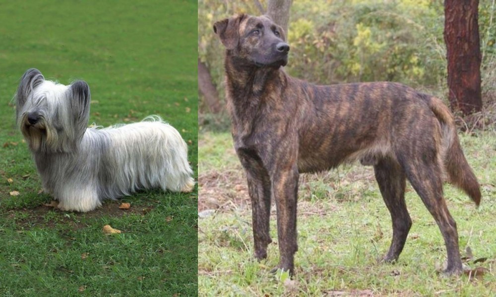 Treeing Tennessee Brindle vs Skye Terrier - Breed Comparison