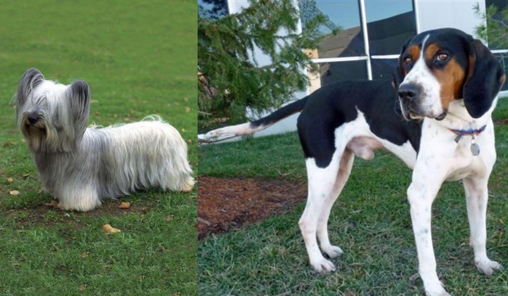 Treeing Walker Coonhound vs Skye Terrier - Breed Comparison