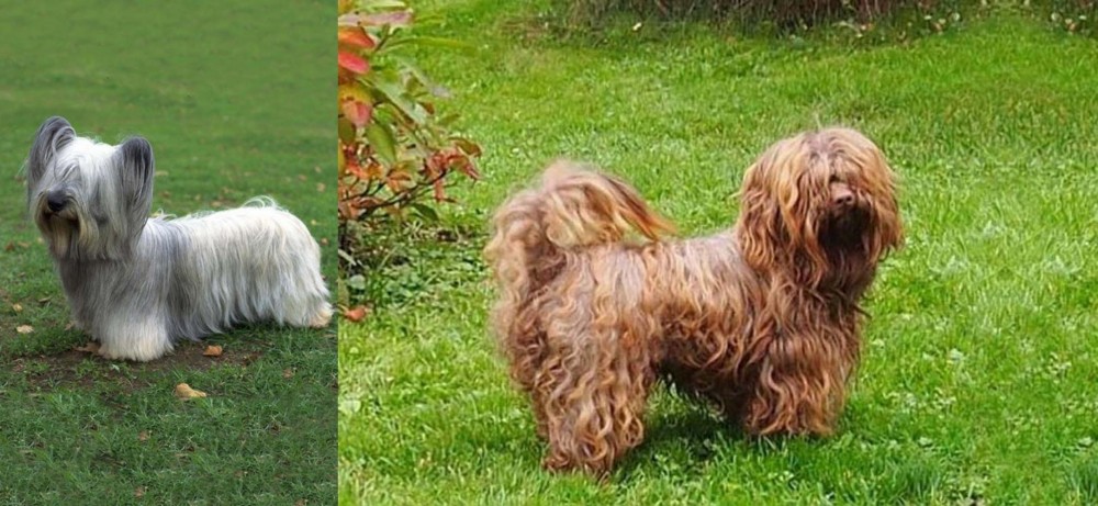 Tsvetnaya Bolonka vs Skye Terrier - Breed Comparison
